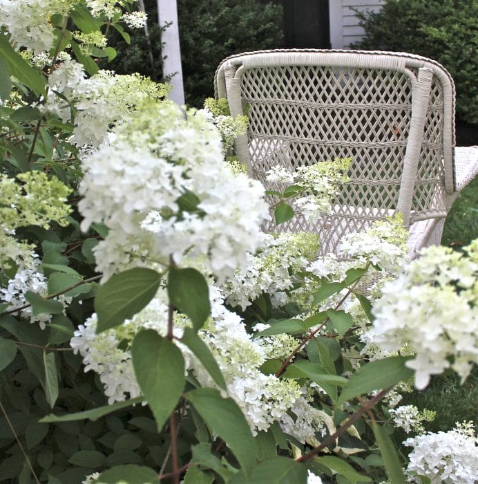 white hydrangea