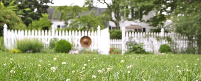 clover's in bloom