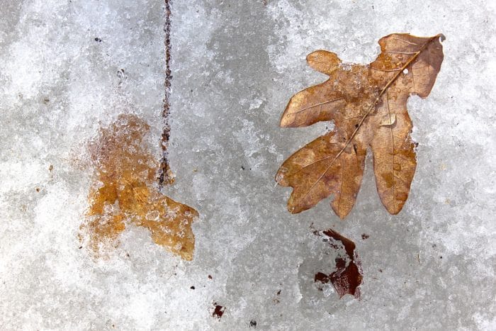 iced leaves