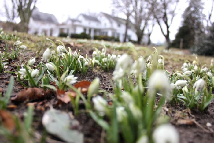 snowdrops